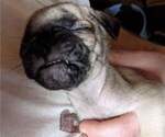Small Photo #5 Pug Puppy For Sale in EAST BRIDGEWATER, MA, USA