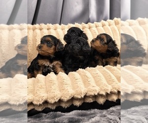 Yorkipoo Puppy for Sale in FENTON, Michigan USA
