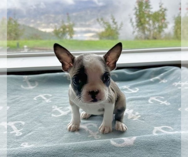 Medium Photo #12 Boston Terrier Puppy For Sale in OROVILLE, CA, USA