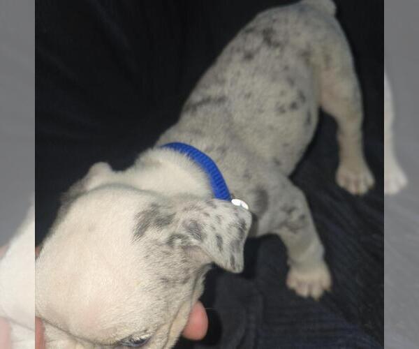 Medium Photo #12 Olde English Bulldogge Puppy For Sale in HAMLER, OH, USA