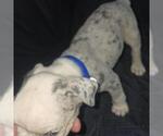 Small #11 Olde English Bulldogge