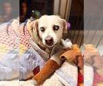 Larry - Male Mutt Dog for Adoption - Small photo