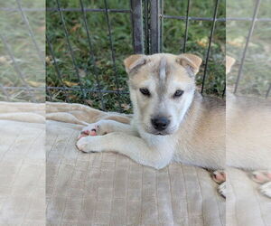 Chinese Shar-Pei-Huskies Mix Dogs for adoption in El Centro, CA, USA