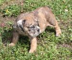 Small #4 Bulldog