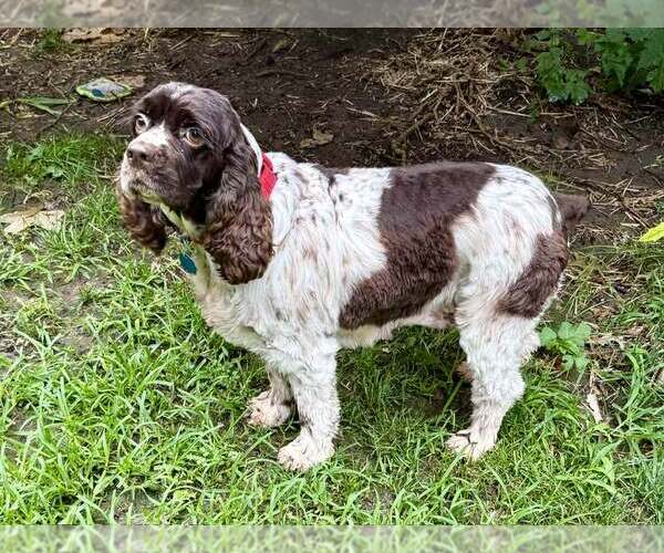 Medium Photo #3 Cocker Spaniel Puppy For Sale in Lee's Summit, MO, USA
