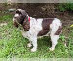 Small #2 Cocker Spaniel