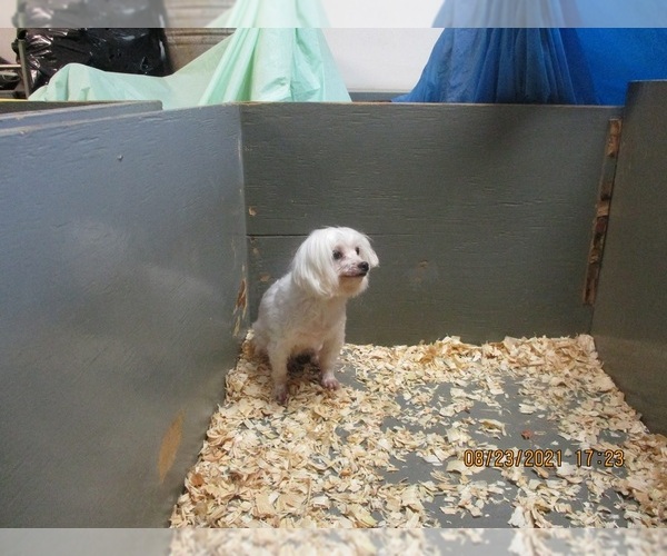 Medium Photo #3 Maltese Puppy For Sale in CARROLLTON, GA, USA