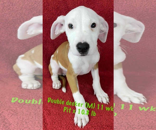 Medium Photo #6 American Pit Bull Terrier-Unknown Mix Puppy For Sale in pomfret, CT, USA