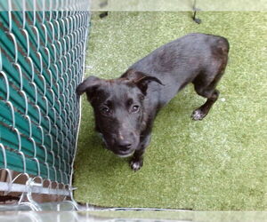 Medium American Pit Bull Terrier Mix