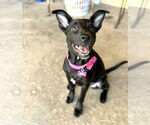 Small #10 American Staffordshire Terrier-German Shepherd Dog Mix