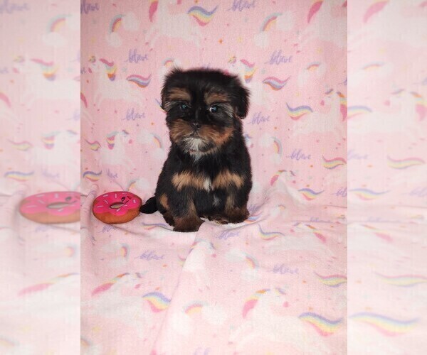 Medium Photo #7 Shorkie Tzu Puppy For Sale in LAPEER, MI, USA