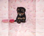 Small #6 Shorkie Tzu