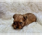 Small #4 Yorkshire Terrier