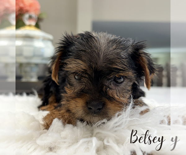 Medium Photo #5 Yorkshire Terrier Puppy For Sale in ADDISON, IL, USA