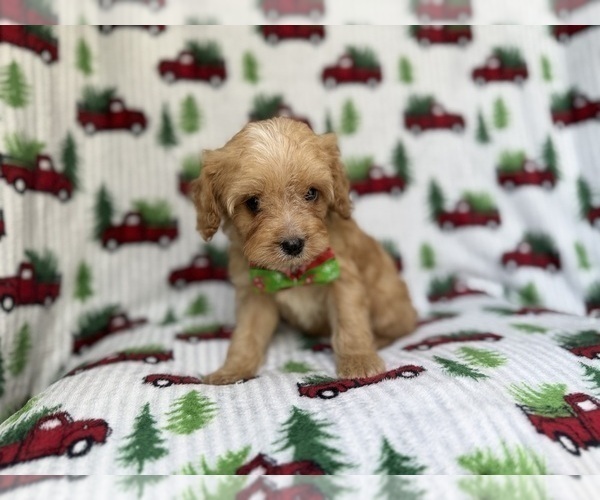 Medium Photo #4 Cavapoo (Miniature) Puppy For Sale in LAKELAND, FL, USA