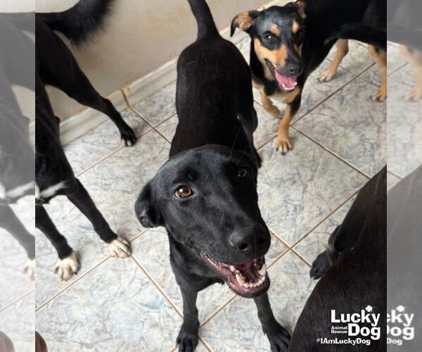 Medium Photo #2 Labrador Retriever-Unknown Mix Puppy For Sale in Washington, DC, USA