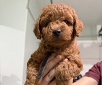 Puppy Purple Irish Doodle (Miniature)