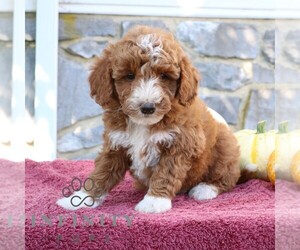 Goldendoodle (Miniature) Puppy for sale in EPHRATA, PA, USA