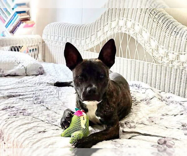 Medium Photo #5 American Staffordshire Terrier-Unknown Mix Puppy For Sale in Oakhurst, NJ, USA