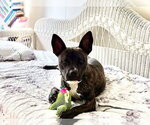 Small #4 American Staffordshire Terrier Mix