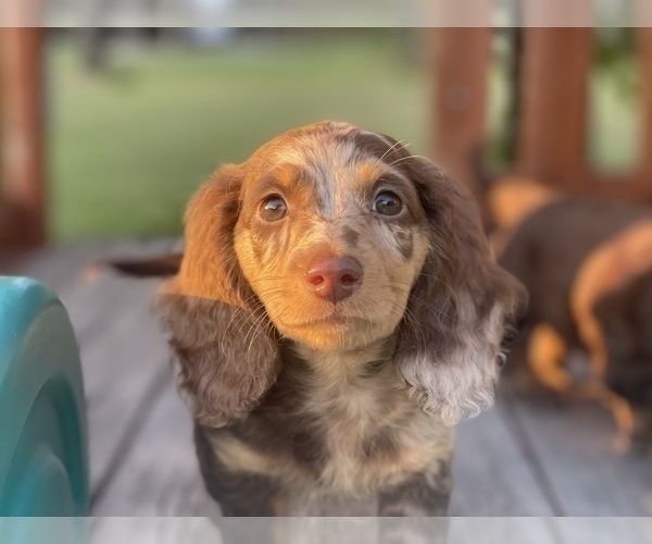 Medium Photo #13 Dachshund Puppy For Sale in KILN, MS, USA