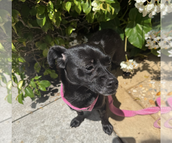 Medium Photo #2 Chiweenie Puppy For Sale in Weston, FL, USA