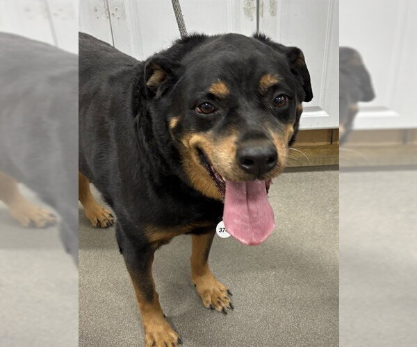 Medium Photo #1 Rottweiler Puppy For Sale in Forestville, MD, USA