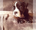 Small Photo #1 Olde English Bulldogge Puppy For Sale in KANSAS CITY, MO, USA