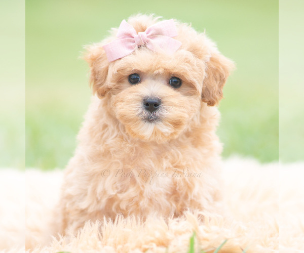 Medium Photo #110 Maltipoo (Miniature) Puppy For Sale in WARSAW, IN, USA