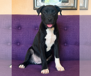 Labrador Retriever-Unknown Mix Dogs for adoption in Rockaway, NJ, USA