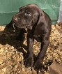 Small Photo #4 German Shorthaired Pointer Puppy For Sale in ALACHUA, FL, USA
