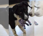 Small Pointer Mix