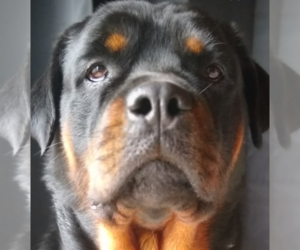 Mother of the Rottweiler puppies born on 07/24/2022