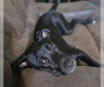 Small #5 Labrador Retriever Mix