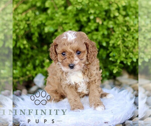 Medium Photo #3 Cavapoo Puppy For Sale in BIRD IN HAND, PA, USA