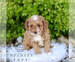 Small #2 Cavapoo