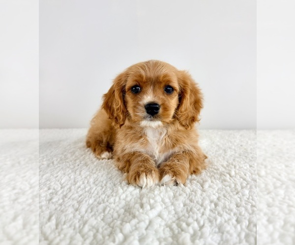 Medium Photo #3 Cavapoo (Standard) Puppy For Sale in GREENFIELD, IN, USA