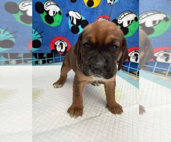 Medium Photo #7 Beagle-Unknown Mix Puppy For Sale in New York, NY, USA