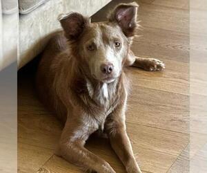 Fiji - Female Colonial Cocker Spaniel-Labrador Retriever Mix Dog for Adoption - Photo #3