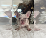 Small #1 French Bulldog