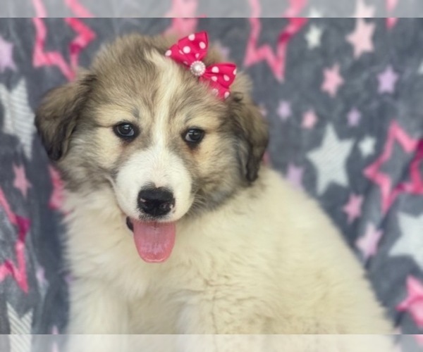 Medium Photo #5 Great Pyrenees Puppy For Sale in LAKELAND, FL, USA