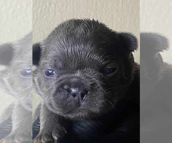 Medium Photo #8 French Bulldog Puppy For Sale in CORDOVA, TN, USA