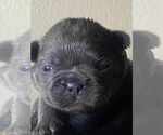 Small #7 French Bulldog