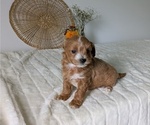 Small Photo #56 Poovanese Puppy For Sale in GOSHEN, IN, USA
