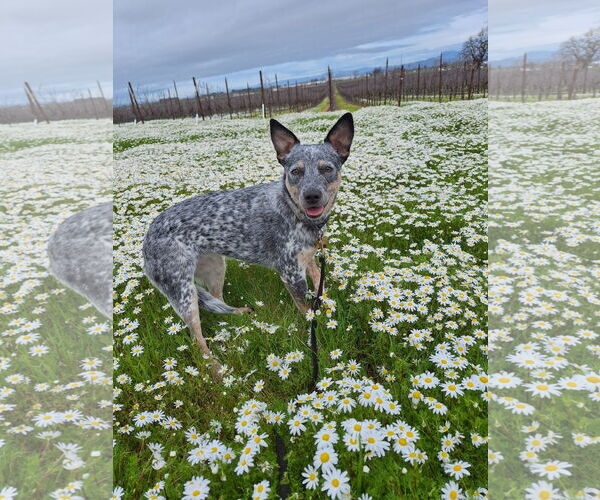 Medium Photo #4 Mutt Puppy For Sale in Petaluma, CA, USA