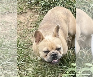 Mother of the French Bulldog puppies born on 01/02/2023
