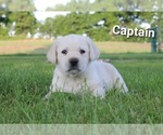 Puppy Captain Labrador Retriever