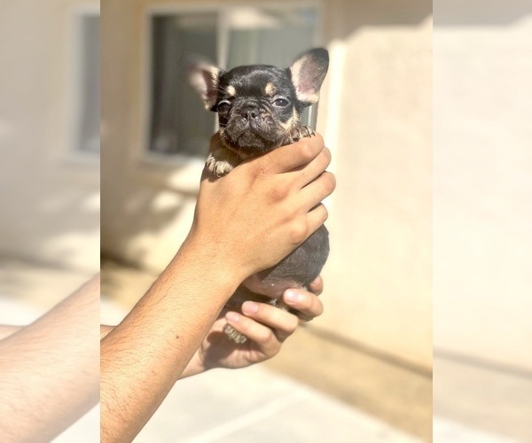Medium Photo #106 French Bulldog Puppy For Sale in ORLANDO, FL, USA
