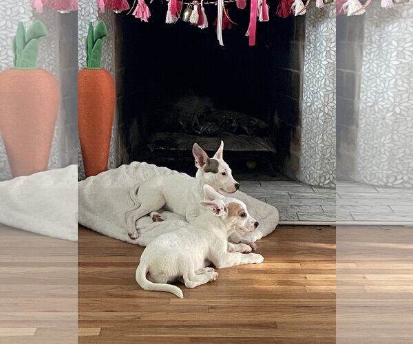 Medium Photo #7 American Pit Bull Terrier-Unknown Mix Puppy For Sale in Sandy, UT, USA