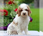 Small #3 Goldendoodle (Miniature)